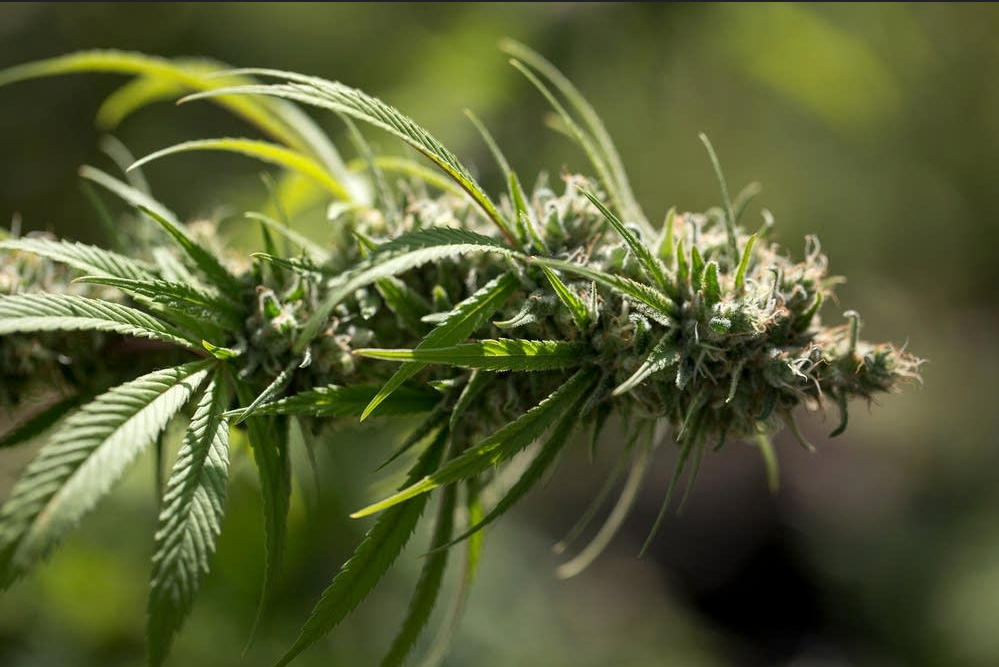 As cannabis legalization approaches in Minnesota, local businesses prepare for home growers - Albert Lea Tribune | Albert Lea Tribune